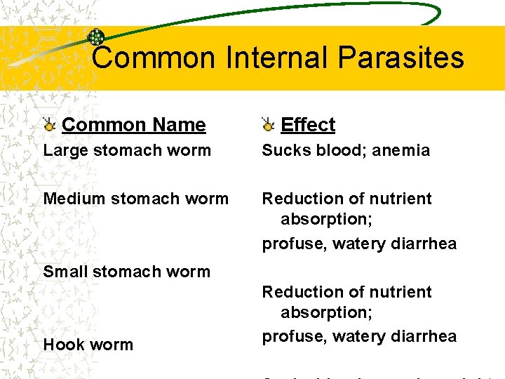 Common Internal Parasites Common Name Effect Large stomach worm Sucks blood; anemia Medium stomach
