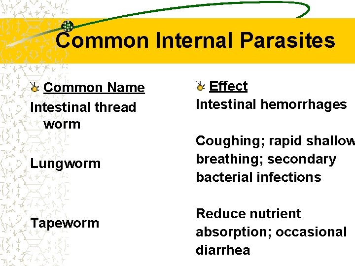 Common Internal Parasites Common Name Intestinal thread worm Lungworm Tapeworm Effect Intestinal hemorrhages Coughing;