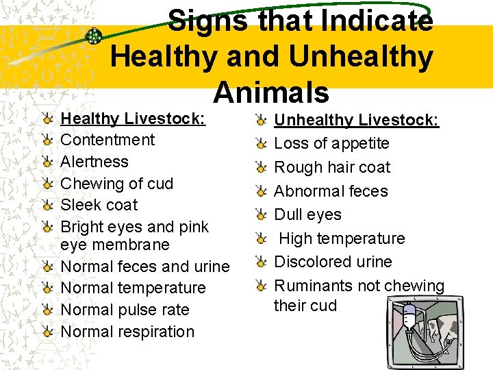 Signs that Indicate Healthy and Unhealthy Animals Healthy Livestock: Contentment Alertness Chewing of cud