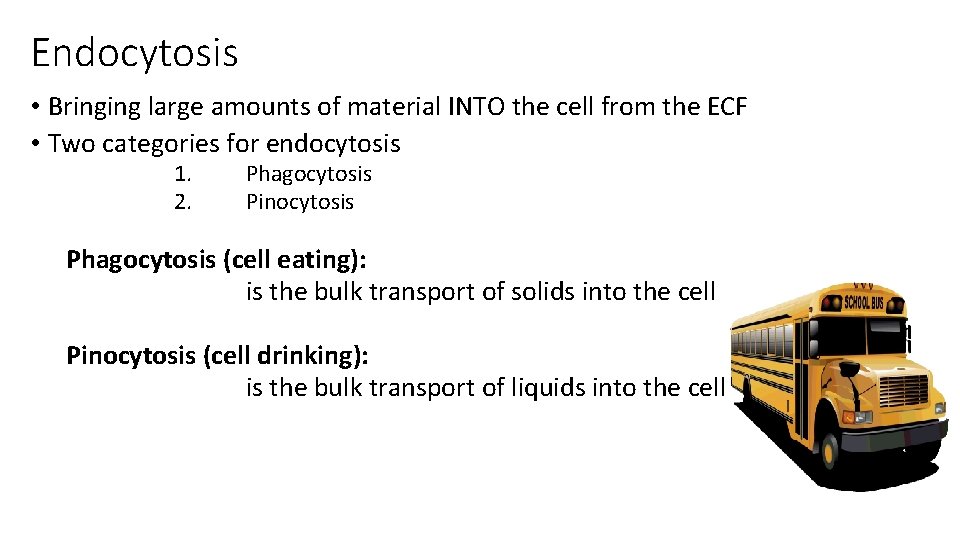 Endocytosis • Bringing large amounts of material INTO the cell from the ECF •