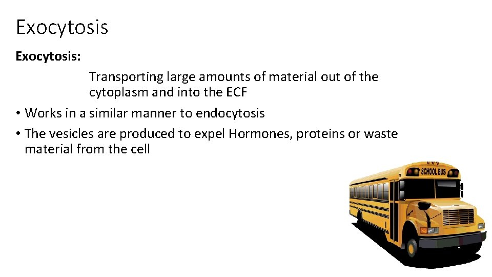 Exocytosis: Transporting large amounts of material out of the cytoplasm and into the ECF