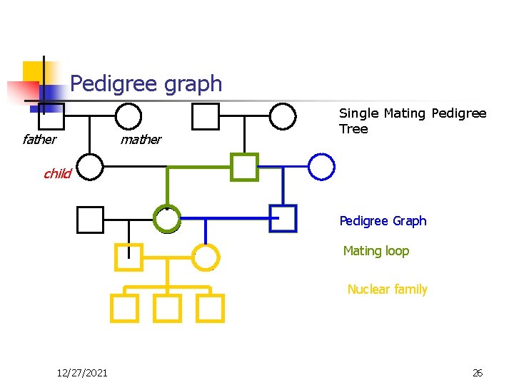 Pedigree graph father mather Single Mating Pedigree Tree child Pedigree Graph Mating loop Nuclear