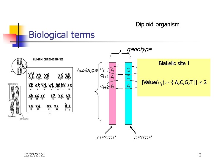 Diploid organism Biological terms genotype haplotype i Biallelic site i A A G C