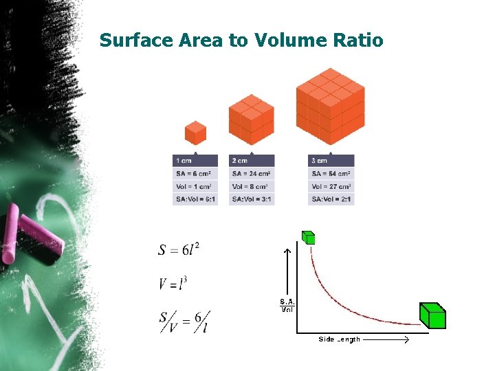 Surface Area to Volume Ratio 