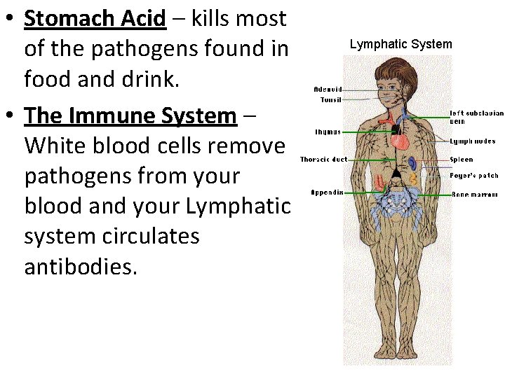  • Stomach Acid – kills most of the pathogens found in food and