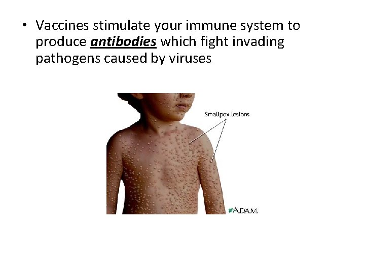  • Vaccines stimulate your immune system to produce antibodies which fight invading pathogens