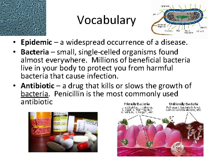 Vocabulary • Epidemic – a widespread occurrence of a disease. • Bacteria – small,