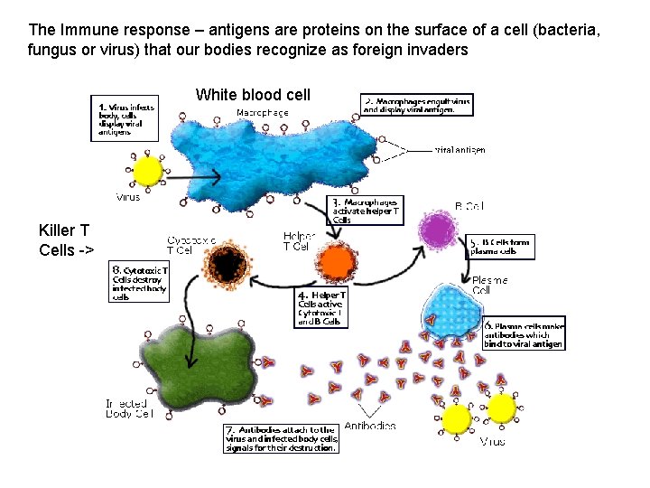 The Immune response – antigens are proteins on the surface of a cell (bacteria,