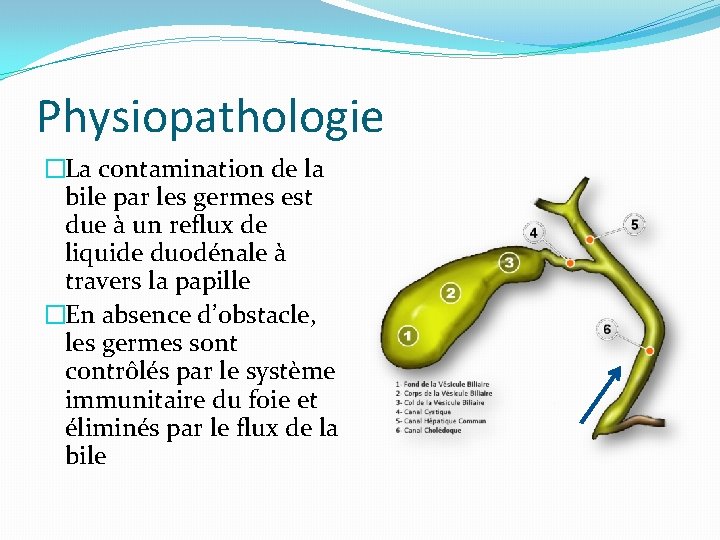 Physiopathologie �La contamination de la bile par les germes est due à un reflux