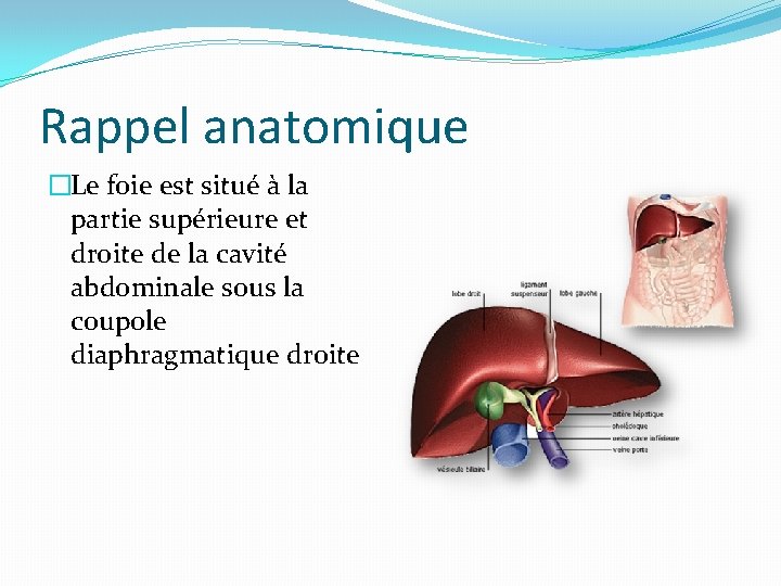 Rappel anatomique �Le foie est situé à la partie supérieure et droite de la