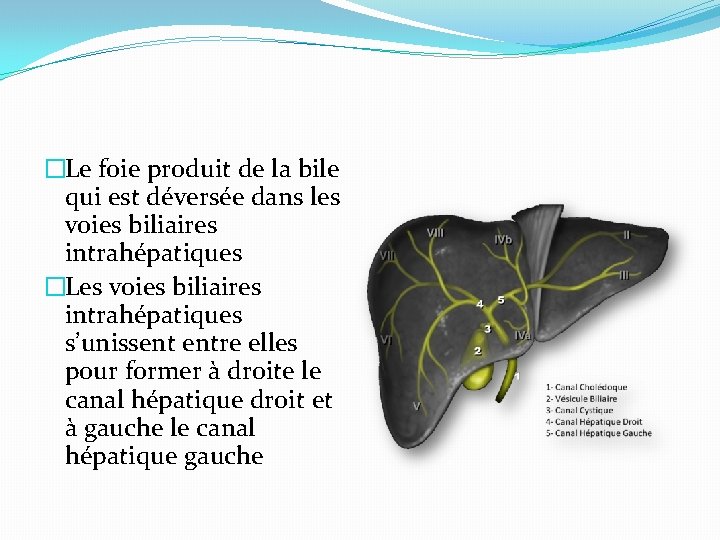 �Le foie produit de la bile qui est déversée dans les voies biliaires intrahépatiques