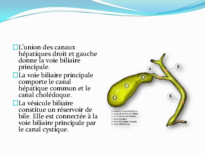�L’union des canaux hépatiques droit et gauche donne la voie biliaire principale. �La voie