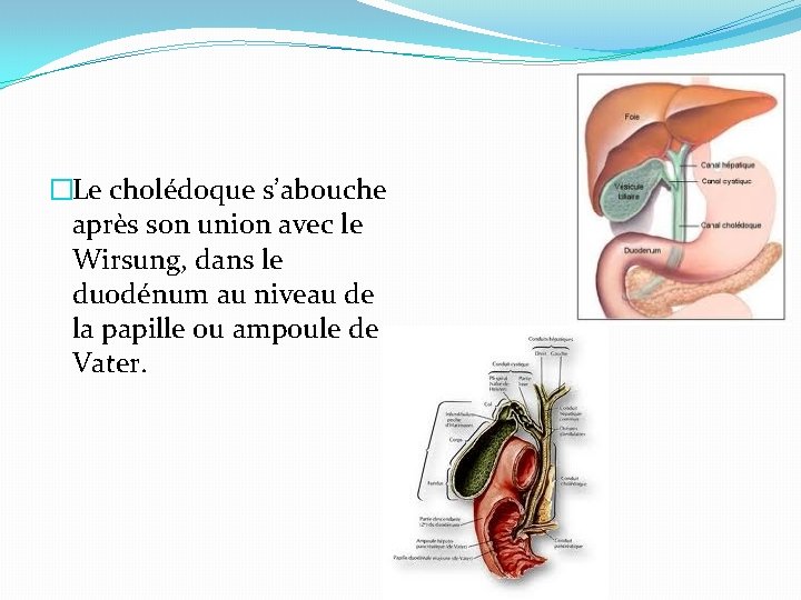 �Le cholédoque s’abouche après son union avec le Wirsung, dans le duodénum au niveau