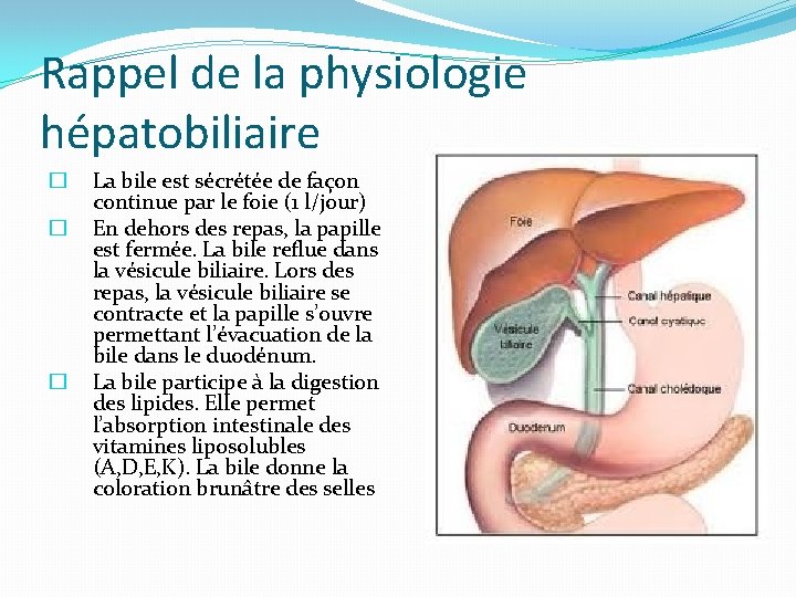 Rappel de la physiologie hépatobiliaire � � � La bile est sécrétée de façon
