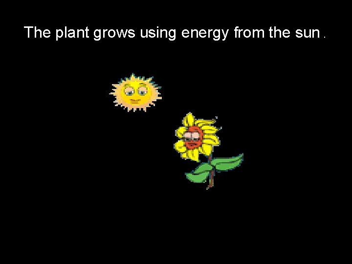 The plant grows using energy from the sun. …. . then 