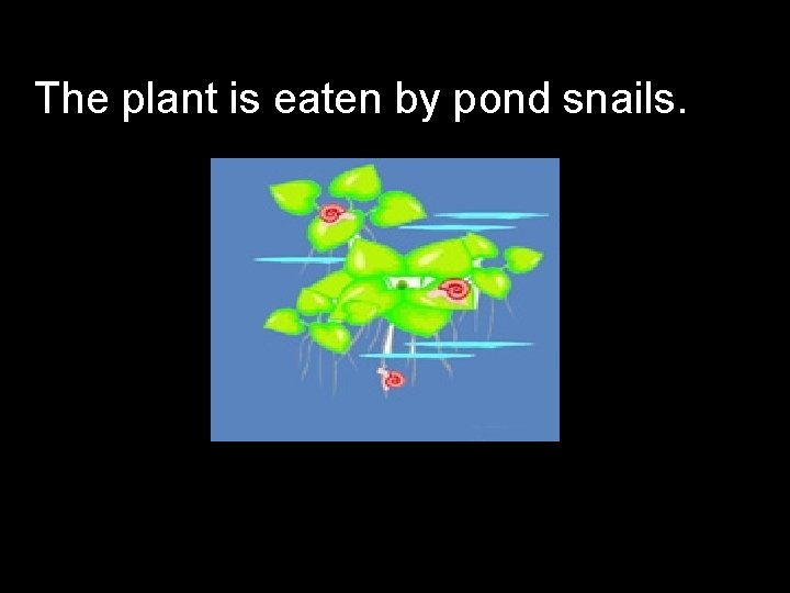 The plant is eaten by pond snails. …. then 