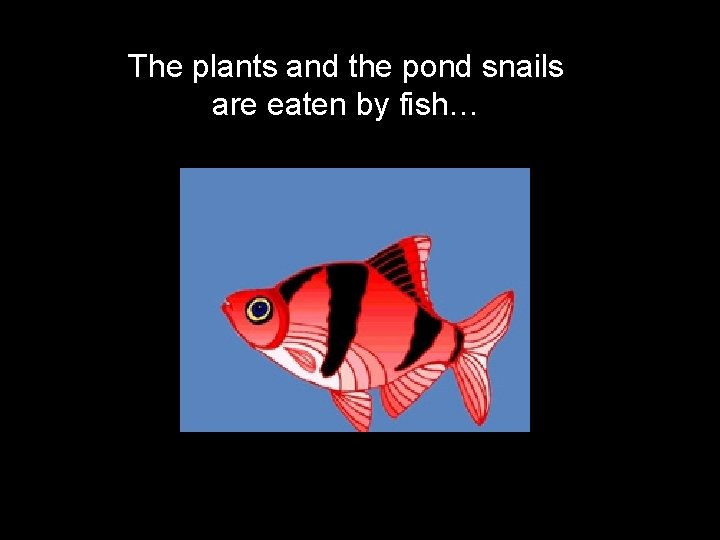 The plants and the pond snails are eaten by fish… …. then 