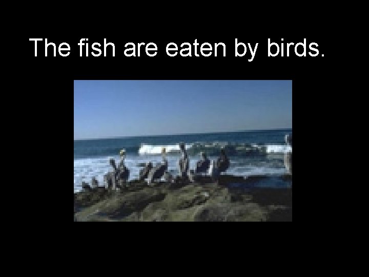 The fish are eaten by birds. 