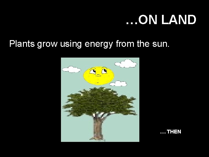 …ON LAND Plants grow using energy from the sun. … THEN 