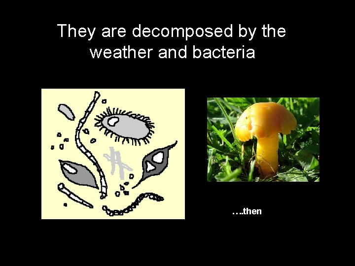 They are decomposed by the weather and bacteria …. then 