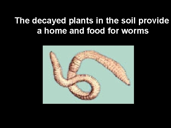 The decayed plants in the soil provide a home and food for worms 