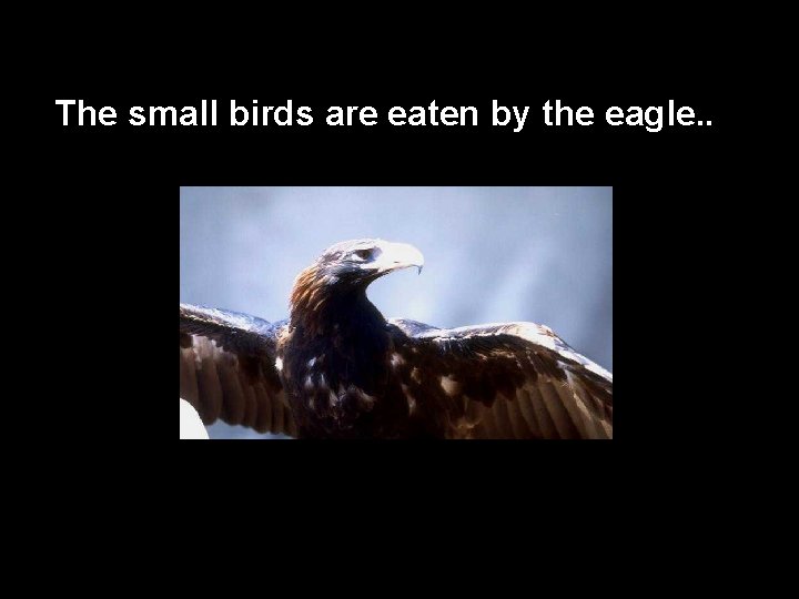 The small birds are eaten by the eagle. . … then 