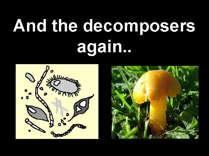 And the decomposers again. . 