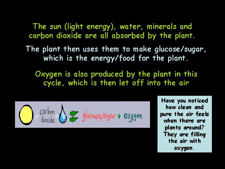 The sun (light energy), water, minerals and carbon dioxide are all absorbed by the