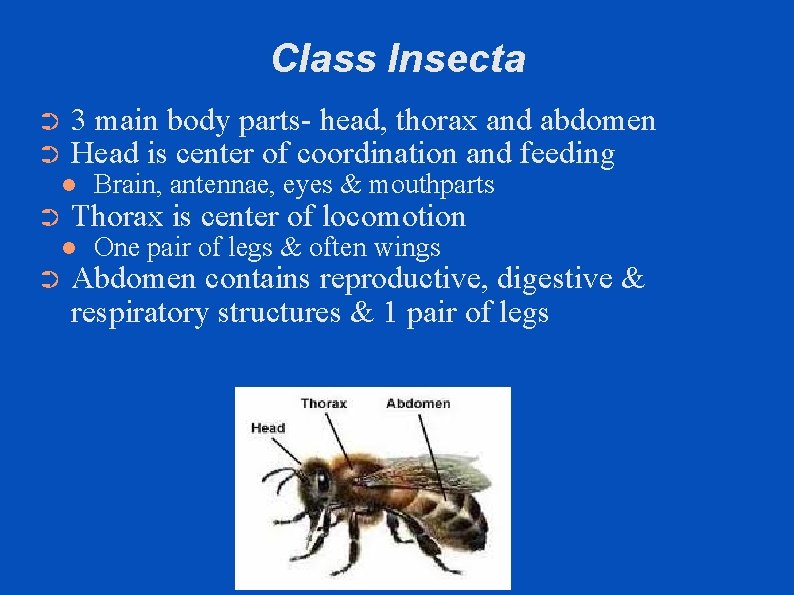 Class Insecta ➲ ➲ 3 main body parts- head, thorax and abdomen Head is