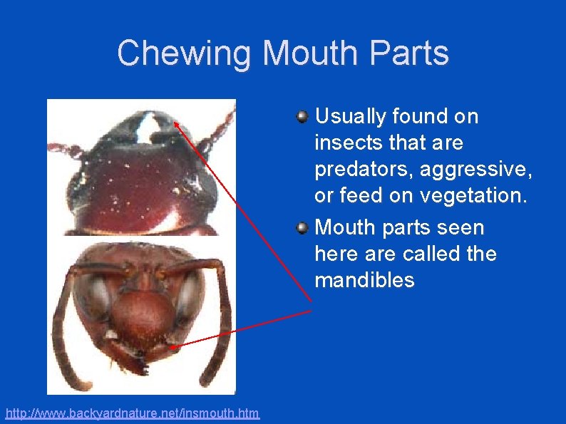 Chewing Mouth Parts Usually found on insects that are predators, aggressive, or feed on
