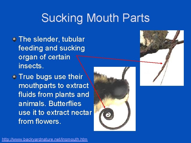 Sucking Mouth Parts The slender, tubular feeding and sucking organ of certain insects. True