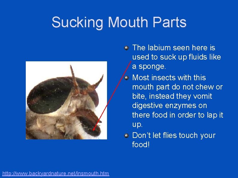 Sucking Mouth Parts The labium seen here is used to suck up fluids like