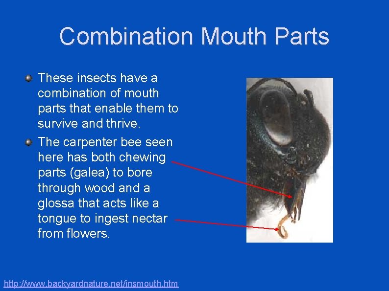 Combination Mouth Parts These insects have a combination of mouth parts that enable them