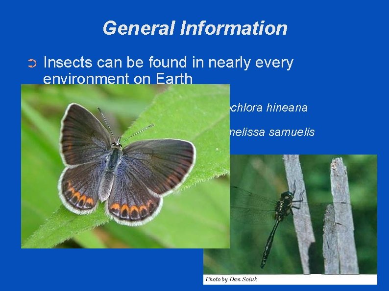 General Information ➲ Insects can be found in nearly every environment on Earth ➲