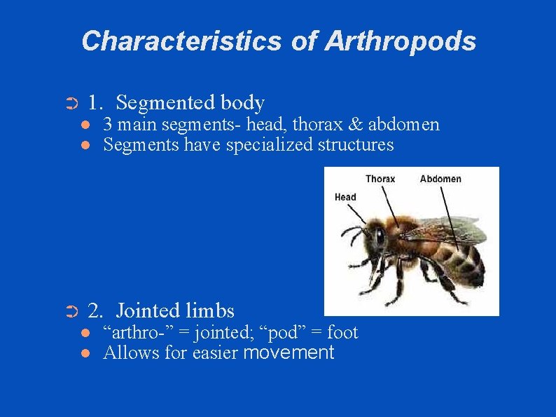 Characteristics of Arthropods ➲ 1. Segmented body ➲ 3 main segments- head, thorax &