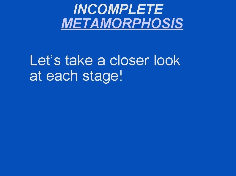 INCOMPLETE METAMORPHOSIS Let’s take a closer look at each stage! 