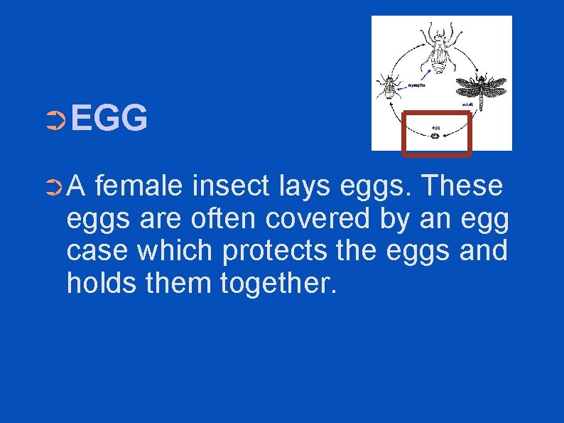 ➲EGG ➲A female insect lays eggs. These eggs are often covered by an egg