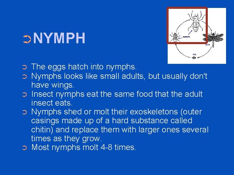 ➲NYMPH ➲ ➲ ➲ The eggs hatch into nymphs. Nymphs looks like small adults,