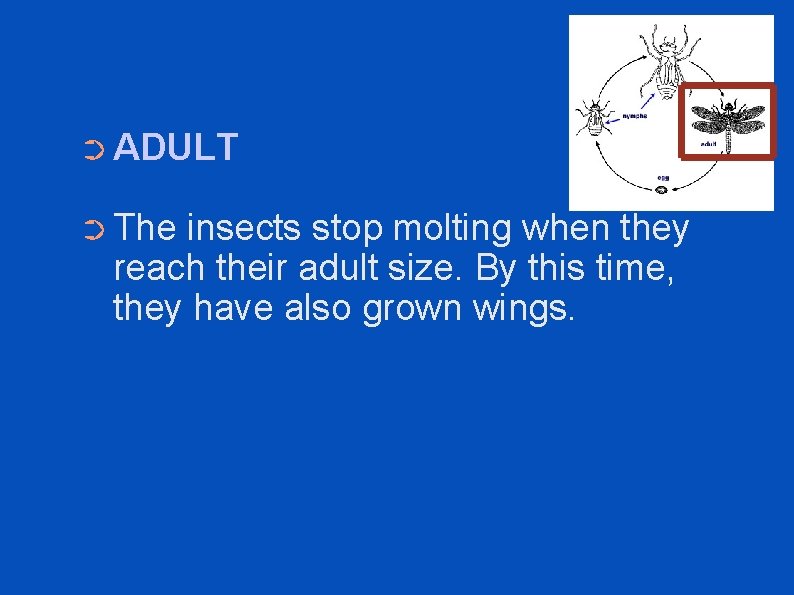 ➲ ADULT ➲ The insects stop molting when they reach their adult size. By