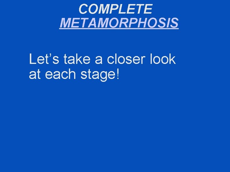 COMPLETE METAMORPHOSIS Let’s take a closer look at each stage! 