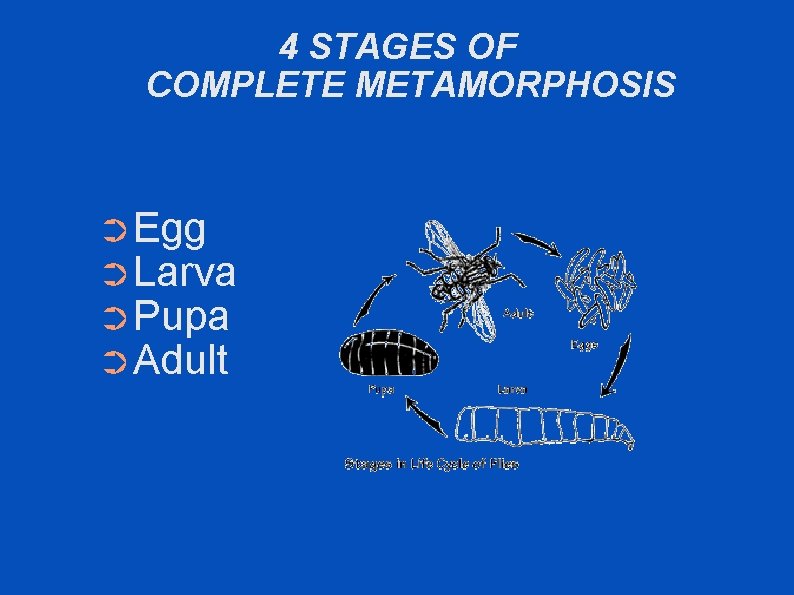 4 STAGES OF COMPLETE METAMORPHOSIS ➲ Egg ➲ Larva ➲ Pupa ➲ Adult 