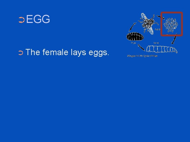 ➲EGG ➲ The female lays eggs. 