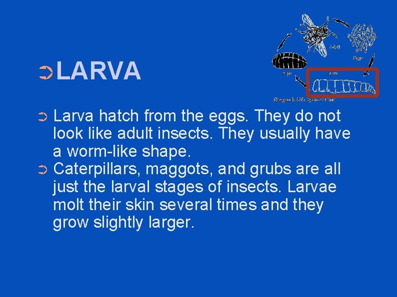 ➲LARVA Larva hatch from the eggs. They do not look like adult insects. They