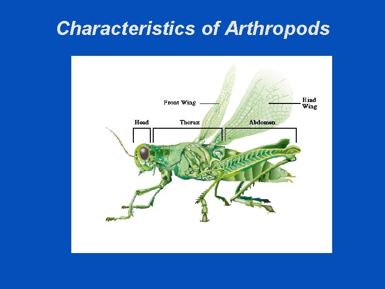 Characteristics of Arthropods 