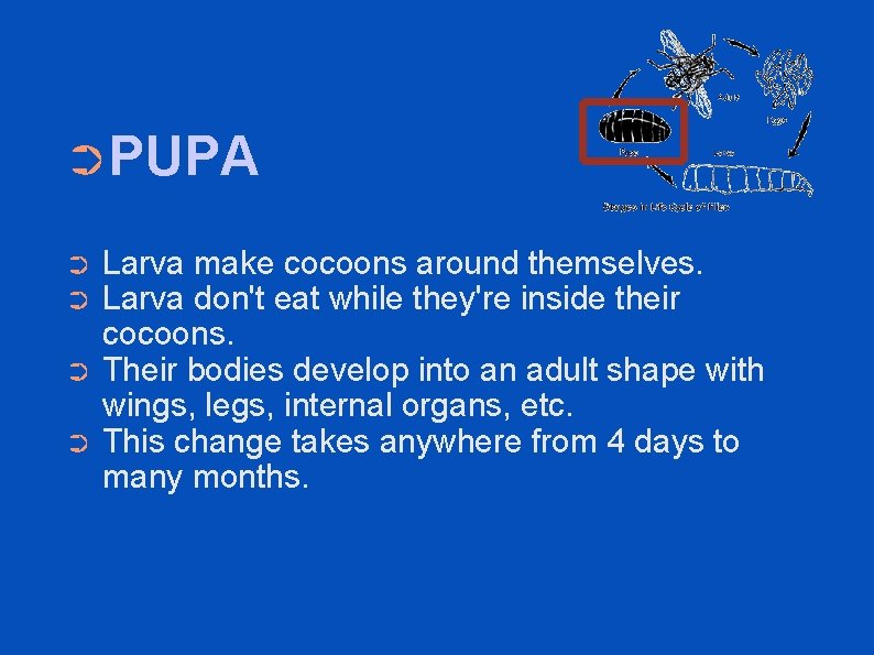 ➲PUPA ➲ ➲ Larva make cocoons around themselves. Larva don't eat while they're inside