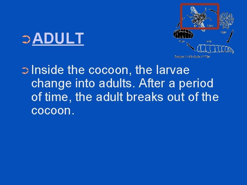 ➲ADULT ➲ Inside the cocoon, the larvae change into adults. After a period of