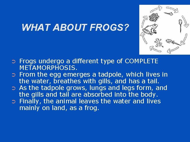 WHAT ABOUT FROGS? ➲ ➲ Frogs undergo a different type of COMPLETE METAMORPHOSIS. From