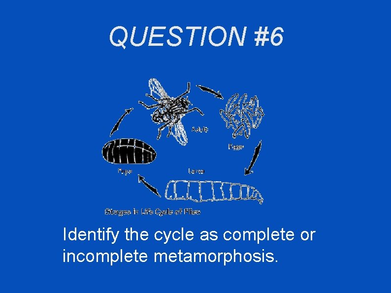 QUESTION #6 Identify the cycle as complete or incomplete metamorphosis. 