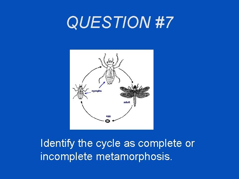 QUESTION #7 Identify the cycle as complete or incomplete metamorphosis. 