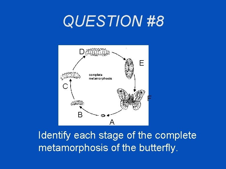 QUESTION #8 D E C F B A Identify each stage of the complete